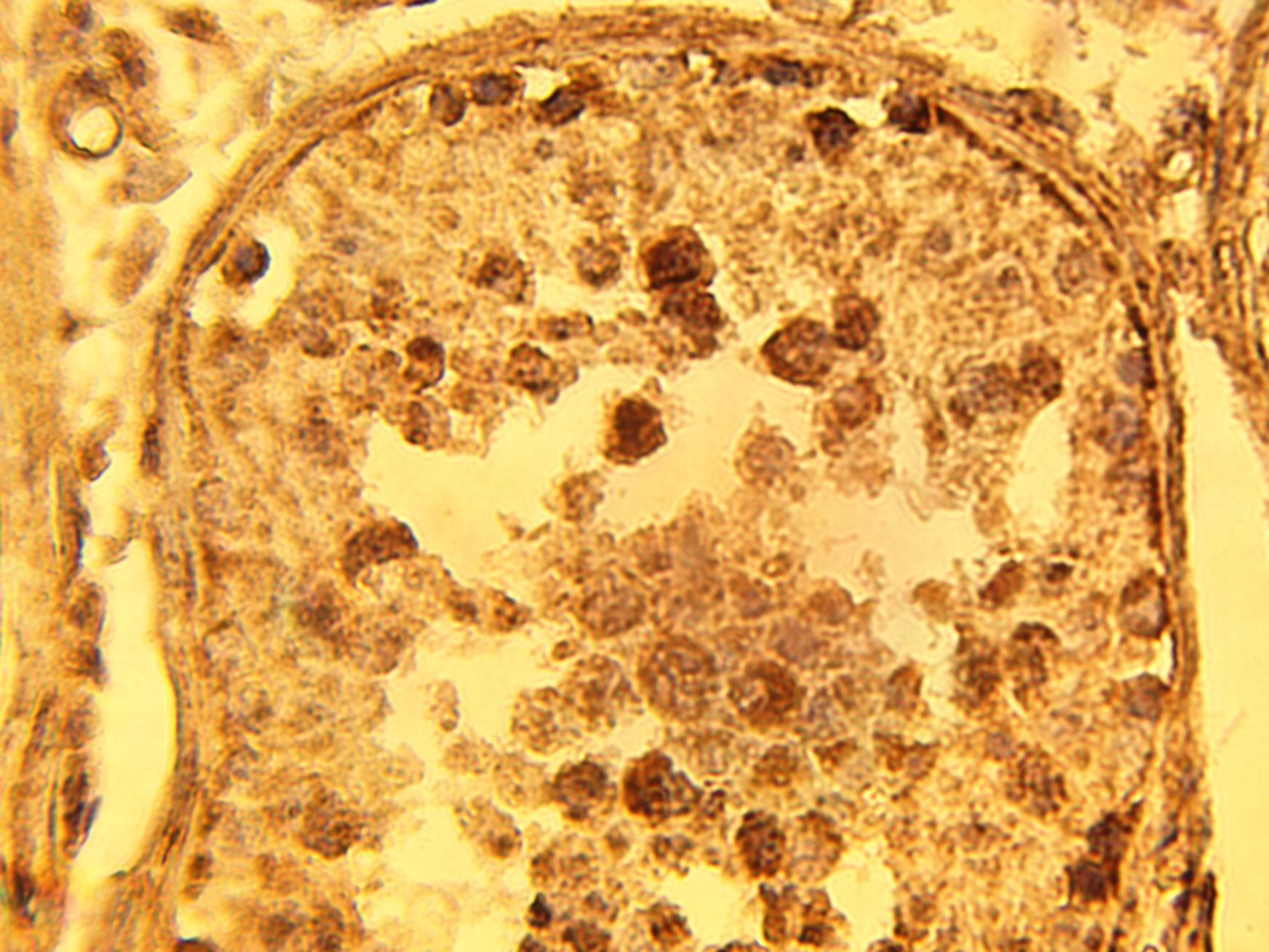 Immunohistochemical staining of normal human testis using SMase Activation Associated Factor antibody (Cat. No. X2354P) at 15 µg/ml.